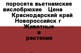 поросята вьетнамские вислобрюхие › Цена ­ 2 500 - Краснодарский край, Новороссийск г. Животные и растения » Другие животные   . Краснодарский край